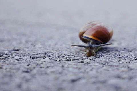 Close up on a snail Stock Photos