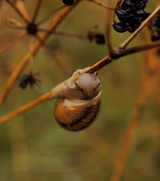 Close up of a snail Stock Photos