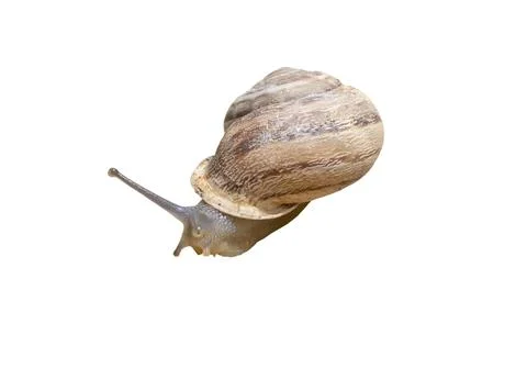 Close-up of a snail Stock Photos