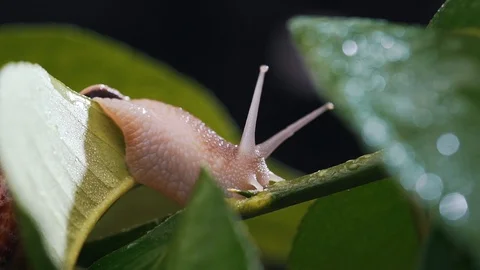 Close-up of a snail on a plant with dew Stock Footage 121181113