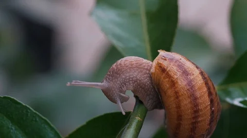 Close-up of a snail on a plant Stock Footage 121179168