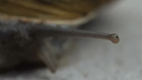 Close-up of snail sensory tentacles with eye spot at their tips Stock Footage 222621096