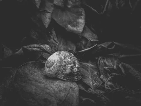 Close up of a snail shell between the leaves. Stock Photos