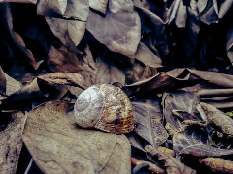 Close Up Of A Snail Shell Between The Leaves. Stock Photos