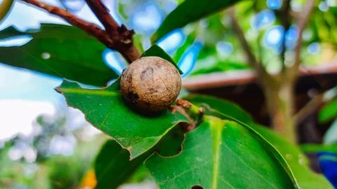 Close-up of a snail shell clinging to a leaf. Foto stock