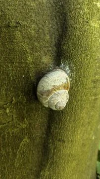 Close-up of a snail shell clinging to a moss-covered tree trunk Fotos Stock