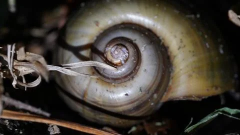 Close up Snail Shell Detail Macro View Stock Photos