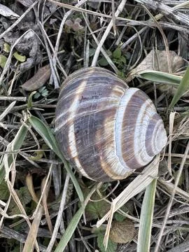 Close-Up of Snail Shell on Dry Grass and Leaves Stock Photos