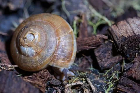 Close-up of a snail shell on ground with leaves and soil Stock Photos