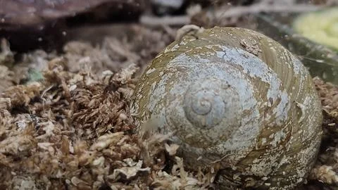 Close-up of a snail shell with intricate spiral patterns resting on mossy s.. 스톡 사진