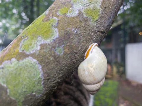 Close-Up of a Snail Shell on a Lichen-Covered Tree Branch in a Forest 写真素材