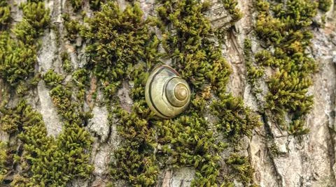 Close-up of a snail shell resting on mossy tree bark Stock Photos