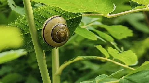 Close-up of a snail shell resting on a vibrant green leaf in nature Stock Photos
