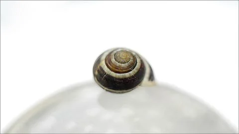 Close-up of snail shell on smooth white surface Stock Photos