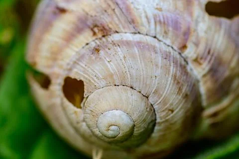 Close-Up of a Snail Shell with Spiral Pattern Stock Photos