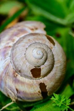 Close-Up of a Snail Shell with Spiral Pattern Stock Photos