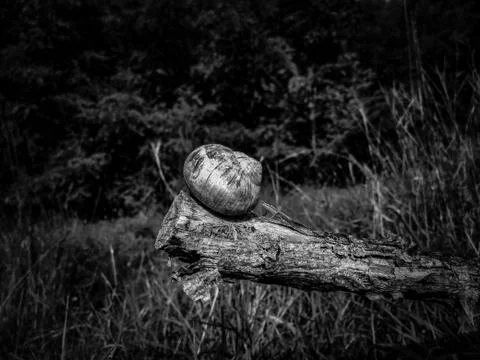 Close up of a snail shell on the stump of a tree in the forest. Stock Photos