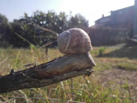Close up of a snail shell on the stump of a tree in the forest. Stock Photos