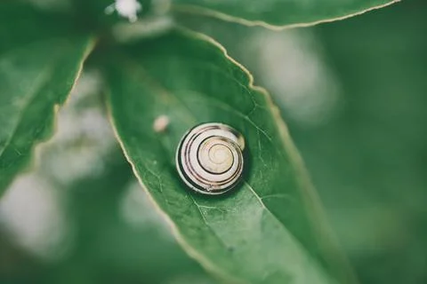 Close-up of snail shell on vibrant green leaf with soft natural background Stock Photos