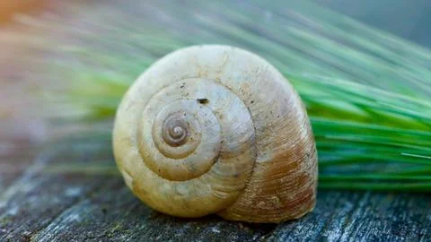 Close up of a snail shell on a wooden surface with green plant Stock Photos