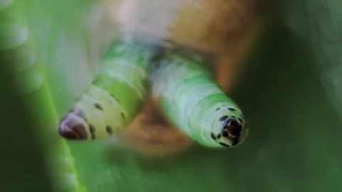 Close-up of snail showing internal parasite in tentacle, slow rhythmic moti.. Vídeos de archivo 310097498