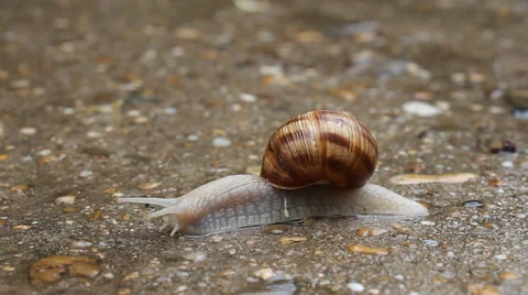 Close-up of a snail on the sidewalk after a rain Stock Footage 56370085