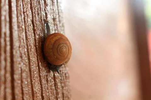 Close up of snail slow walk on wall Foto stock