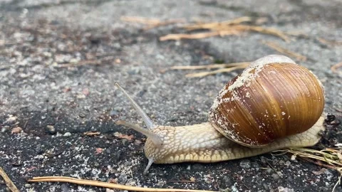 Close-up of a snail slowly creeping in the sunset sunlight. Stock Footage 233465237