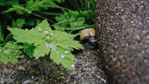 Close Up of a Snail Slowly Moving in the Garden Stock Footage