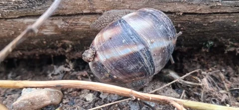 Close-Up of Snail Staying Still on the Ground Next to Wood 動画素材 335654319