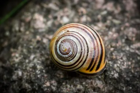 Close up of a snail with stripes Stock Photos