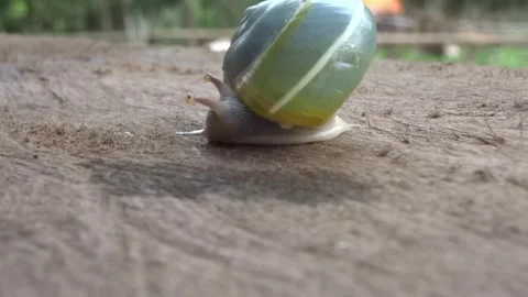 Close-up of Snail with Translucent Shell on Wood Stock Footage 297197379
