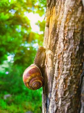 Close-up of snail on tree bark, sunlit forest background Stock Photos
