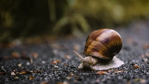 Close-up of a snail trying to cross the road Stock Footage 109798742