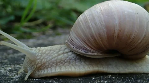 Close up  snail video while moving on the ground. Helix pomatia snail Stock Footage 144385473