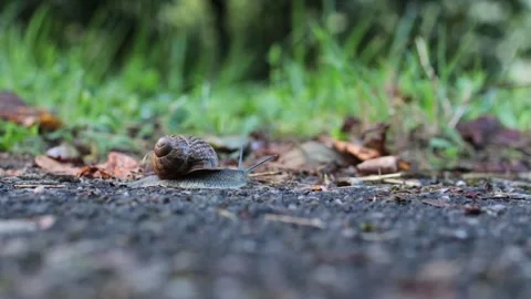 Close-up of the snail walking. A child comes to look at it Stock Footage 137866992