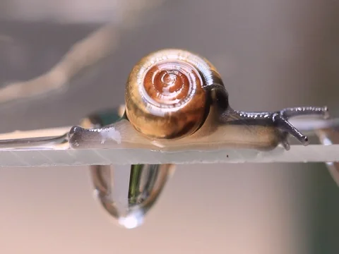 Close up Snail walking Video stock 76990543