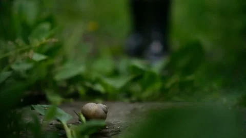Close-up of the snail walking. Human foot is approaching Stock Footage 158089200
