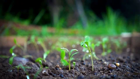 Close-up of snail walking on the land. Crawling near sapling. Stock Footage 76948711