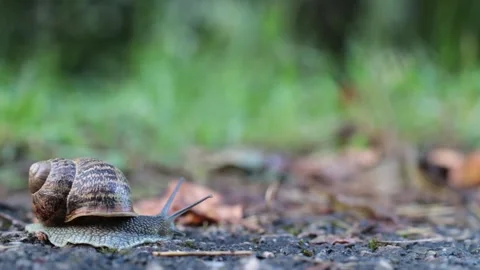Close-up of snail walking. Side view Stock Footage 137866978