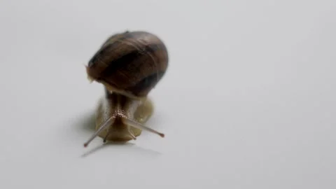 Close up of a snail on the white ground crawling Stock Footage 130728300