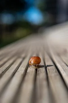 Close Up of a Snail on a Wooden Surface with Parallel Grooves Stock Photos