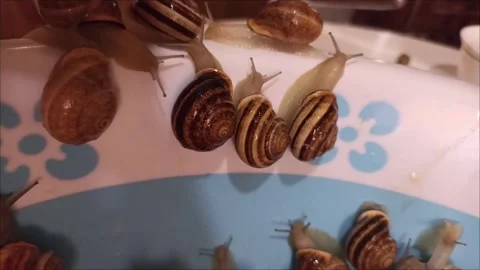 Close Up of Snails Crawling on Colorful Surface Stock Footage 335651051