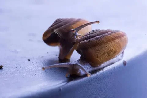 Close-up of snails crawling on a smooth surface Stock Photos