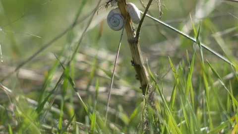 Close-up of snails on dried grass Stock Footage 118449040