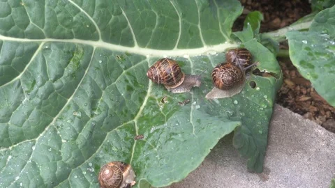 Close up of snails eating cabbage leaves in a family backyard garden pest i.. Vidéo 337236834