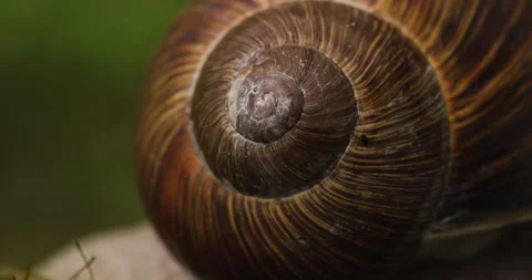 Close-up of a snail’s shell Stock Footage 279444170
