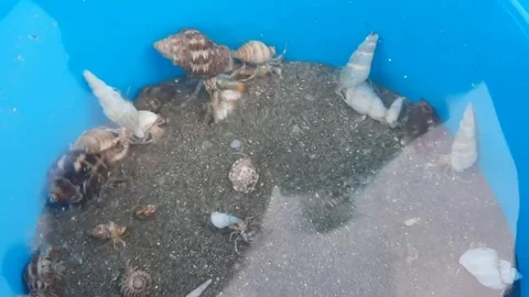 Close up of a snails in a shell inside a bucket Stock Footage 108217424