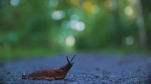 Close up of a snail,slug crawling slowly across the street. Stock Footage 146268585