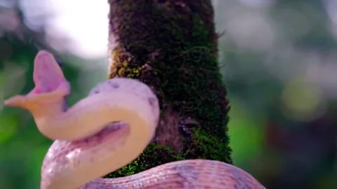 Close up of a snake attacking a tree trunk Stock Footage 145356111